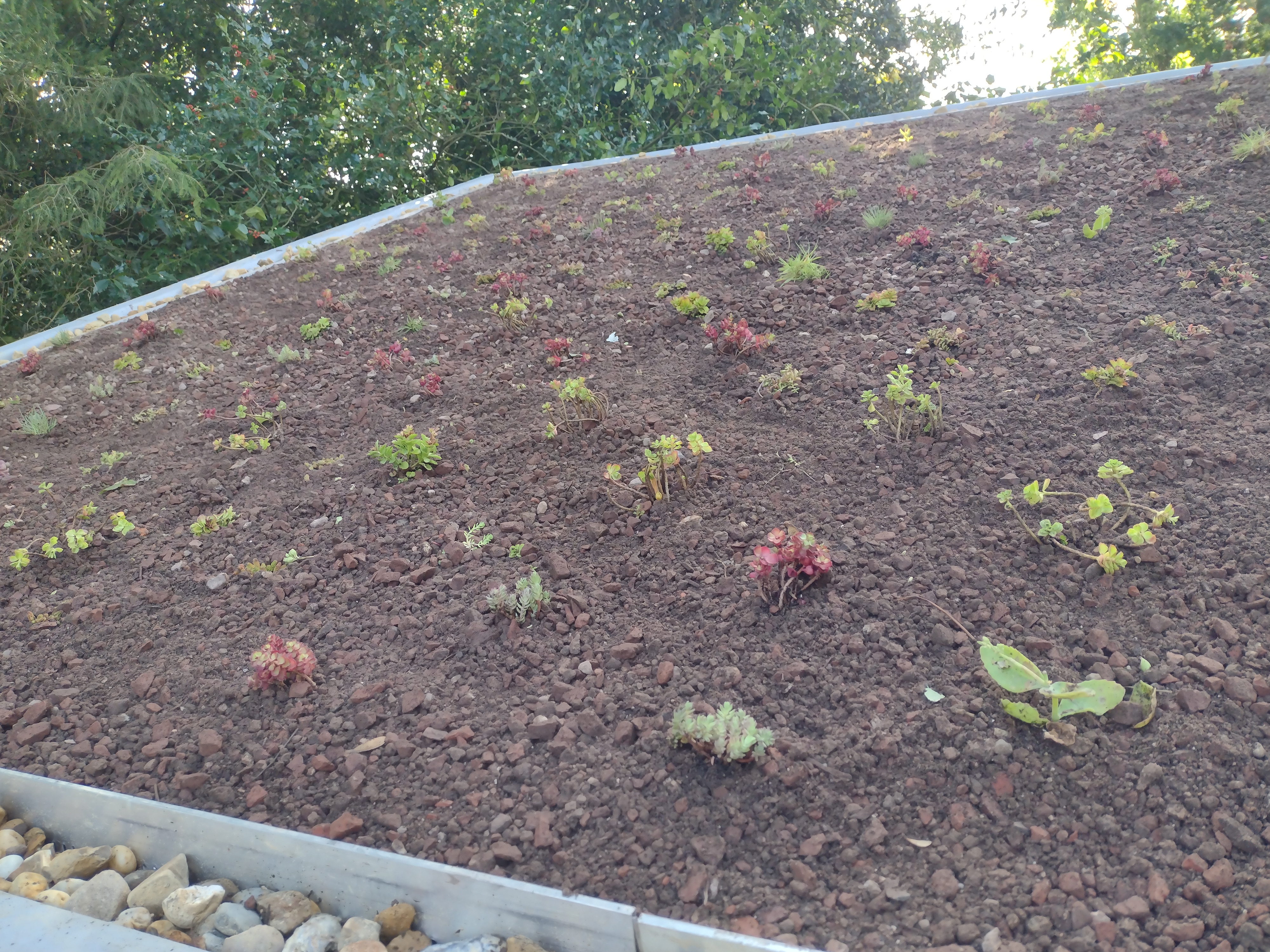 Groendak op fietsenberging in Schoorl